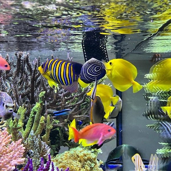 Aquariums Yellow Tang - Picture 2 of 6